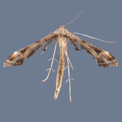 6118  Geranium Plume Moth - Amblyptilia pica