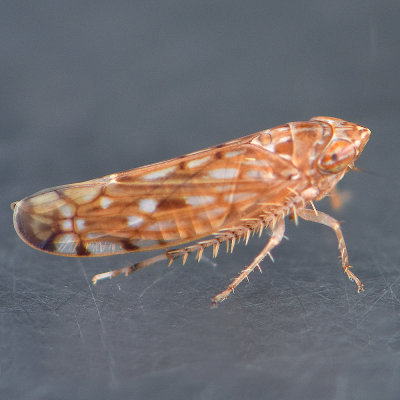 Leafhopper Genus Osbornellus