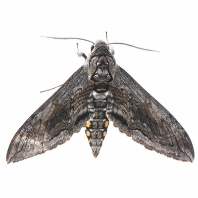 7776 Manduca quinquemaculatus  Five-spotted Hawk Moth