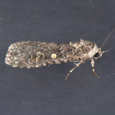 9665 Spodoptera exigua - Beet Armyworm