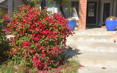 Bougainvillea