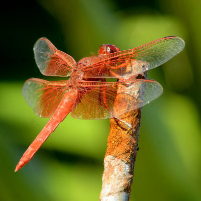 Flame Skimmer male