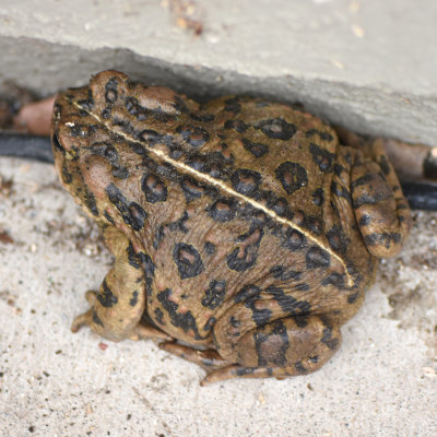 California Toad