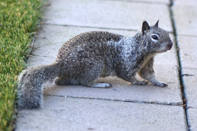 California Ground Squirrel