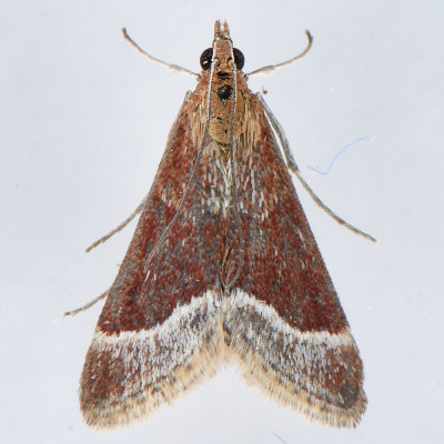 5027 Lethal Pyrausta Moth  Pyrausta lethalis