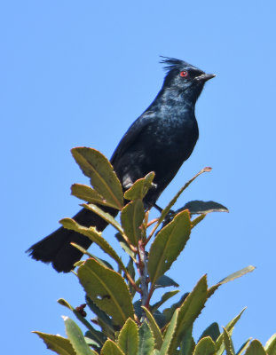 Phainopepla male