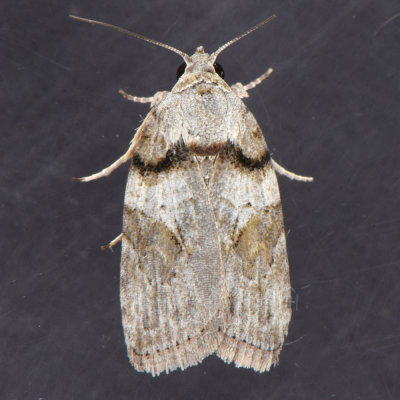 8974 Black-olive Caterpillar Moth- Garella nilotica