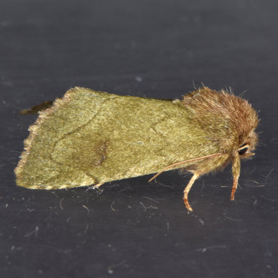 9816  Zotheca tranquilla  Elder Moth