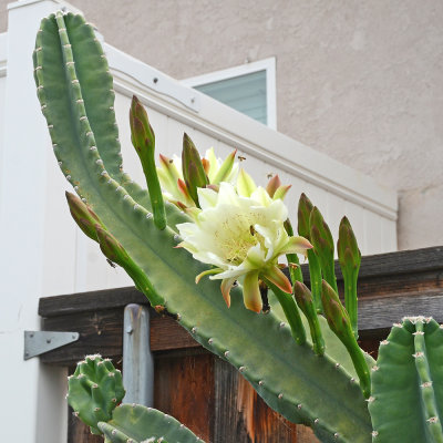 Peruvian apple cactus night blooming flowers