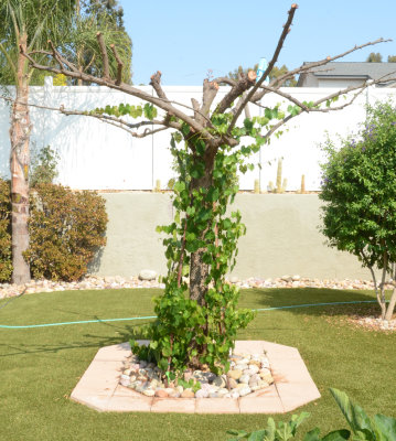 Grapevines on dead African Sumac as arbor