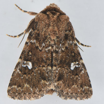  9588 Properigea albimacula  White-spotted Properigea 