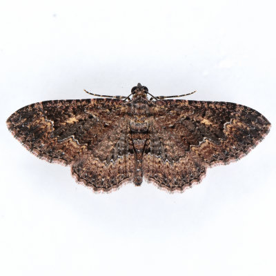 7417 Somber Carpet Moth  Disclisioprocta stellata