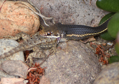 Two-striped Garter snake with Fence Lizard