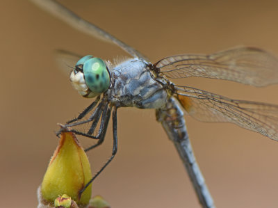 Blue Dasher male