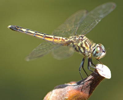 Blue Dasher female