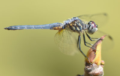 Young Blue Dasher male