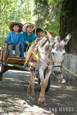 3 boys in donkey cart