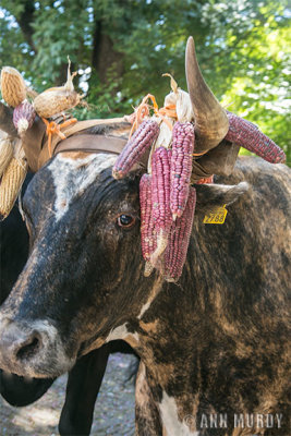Bull with corn