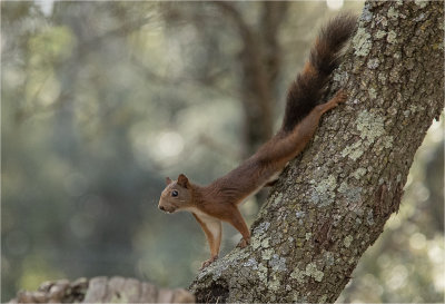 Squirrel / L'cureuil