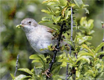 Oiseaux / Birds