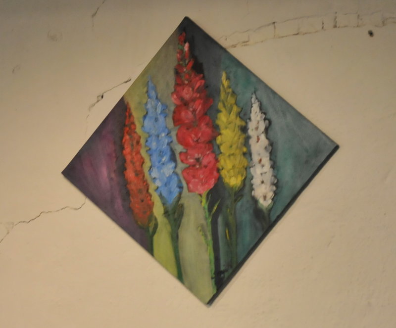 Gladiolus