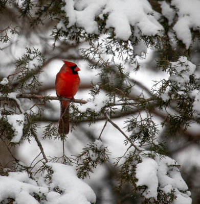 Cardinal in Snowy Cedar