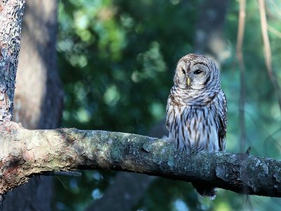 Barred Owl in the Pine Tree