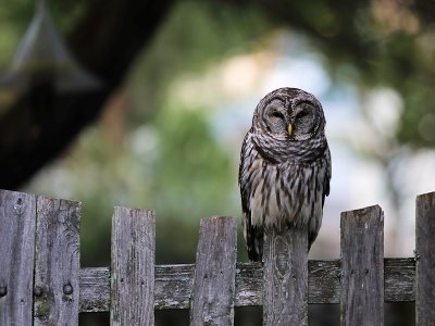Barred Owl on the Fence