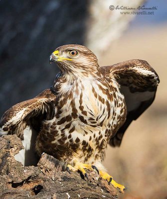 Poiana (Buteo buteo)