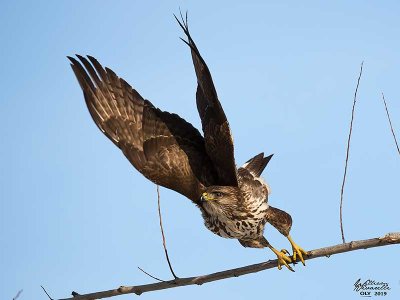 Poiana (Buteo buteo)