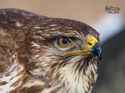 Poiana (Buteo buteo)