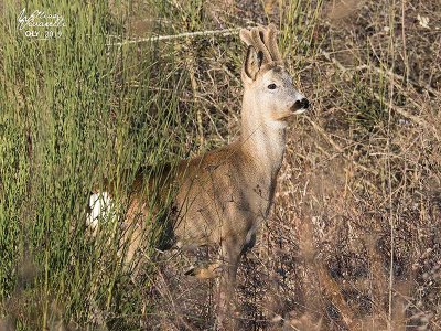 Capriolo (Capreolus capreolus)