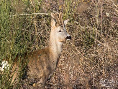 Capriolo (Capreolus capreolus)