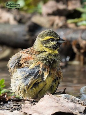 Zigolo nero (Emberiza cirlus)