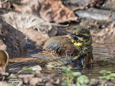 Zigolo nero (Emberiza cirlus)