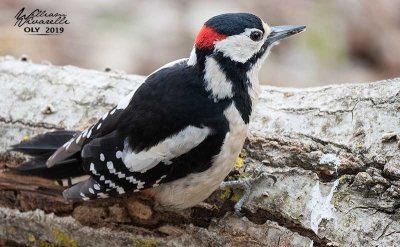 Picchio rosso maggiore (Dendrocopos major)