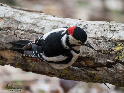 Picchio rosso maggiore (Dendrocopos major)