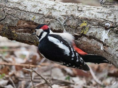 Picchio rosso maggiore (Dendrocopos major)