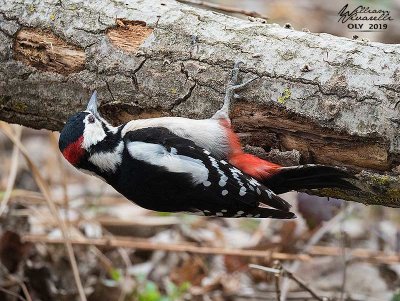 Picchio rosso maggiore (Dendrocopos major)