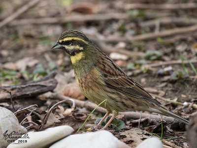 Zigolo nero (Emberiza cirlus)