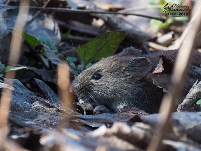 Topo campagnolo (Microtus arvalis)