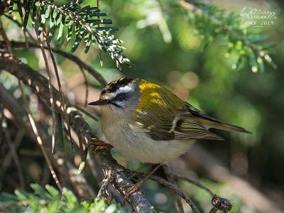 Fiorrancino ( Regulus ignicapilla)