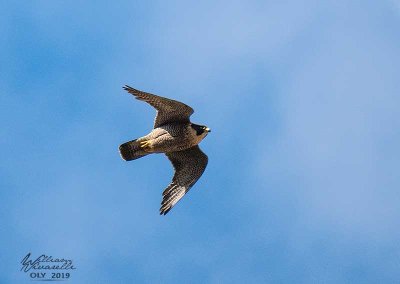 Falco pellegrino ( Falco peregrinus)