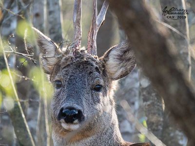 Capriolo (Capreolus capreolus)