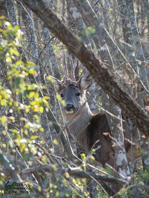 Capriolo (Capreolus capreolus)