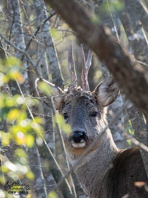 Capriolo (Capreolus capreolus)