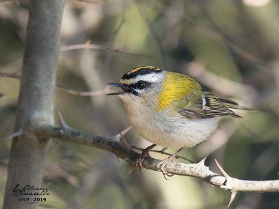 Fiorrancino ( Regulus ignicapilla)