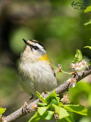 Fiorrancino ( Regulus ignicapilla)