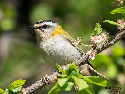 Fiorrancino ( Regulus ignicapilla)