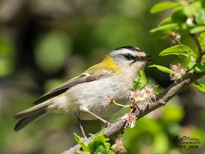 Fiorrancino ( Regulus ignicapilla)